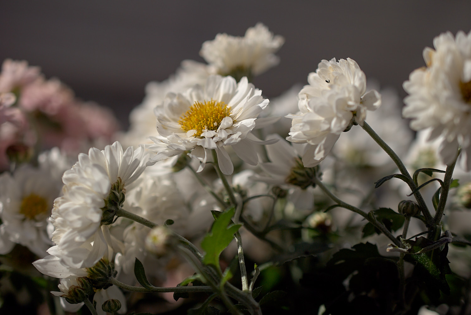 flower burst